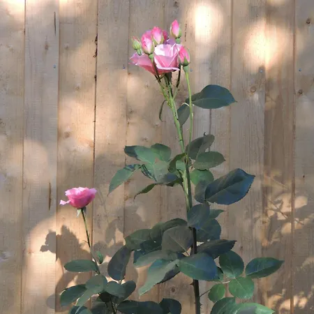 Planaiperle 아파트 *