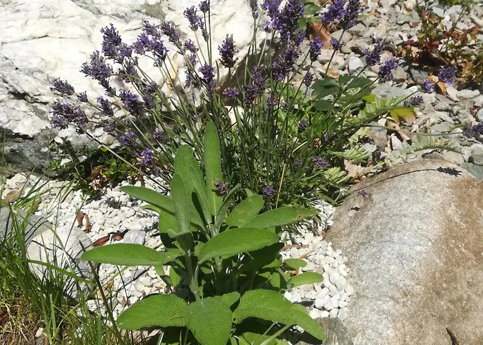 Apartmán Planaiperle *